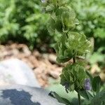 Salvia absconditiflora List