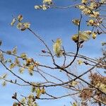 Salix schwerinii Květ