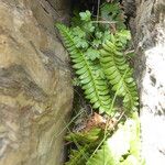 Polystichum lonchitis 整株植物