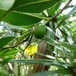 Maillardia borbonica Fruit