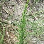 Equisetum arvenseЛист