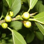 Ficus crassinervia Плод