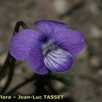 Viola pinnata Flower