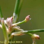 Juncus subnodulosus Ffrwyth