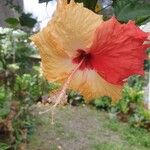 Hibiscus rosa-sinensisFlors