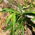Symphyotrichum pilosum 葉