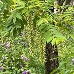 Pterocarya stenoptera Flor