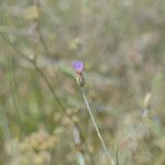 Xeranthemum cylindraceum Flor