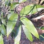 Stifftia chrysantha Feuille