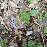 Pulmonaria officinalisফুল