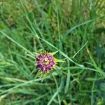 Tragopogon porrifolius Blodyn