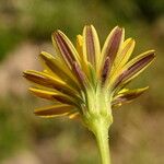 Hyoseris radiata 花