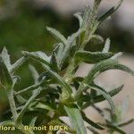 Cerastium gibraltaricum Corteza