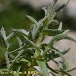 Cerastium gibraltaricum Кора