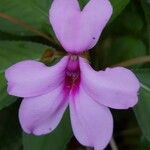 Impatiens flaccidaКвітка