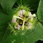 Passiflora foetida Flor