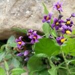 Solanum dulcamaraAltul/Alta