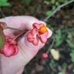 Euonymus europaeusBlodyn