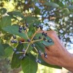 Viburnum rugosumΦρούτο