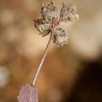 Medicago coronata Otro