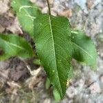 Parthenium integrifolium Folla