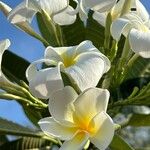 Plumeria obtusa 花