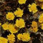 Chaenactis glabriuscula Flor