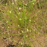 Rhynchospora alba Habit