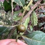 Microdesmis puberula Fruit