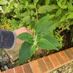 Buddleja globosa पत्ता