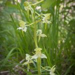 Platanthera chlorantha অভ্যাস