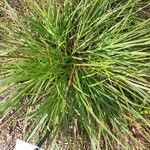 Carex spicata ᱥᱟᱠᱟᱢ