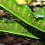 Asplenium scolopendrium Mbuma