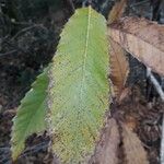 Castanea sativa Blatt