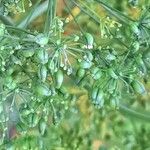 Petroselinum crispum Plod