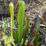 Sarracenia minor पत्ता