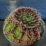 Sempervivum arachnoideumLevél