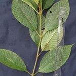 Psychotria pilosa Otro