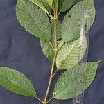 Psychotria pilosa Other