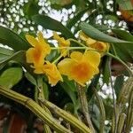 Dendrobium chrysotoxum 花