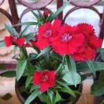 Dianthus chinensis花