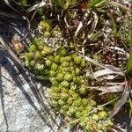 Saxifraga bryoides Fulla