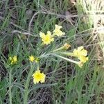 Lithospermum incisum Staniste