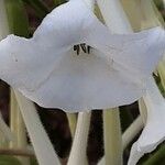 Nicotiana sylvestris Žiedas