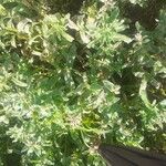 Nonea vesicaria Hoja