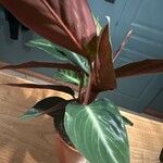 Stromanthe thalia Leaf