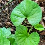 Viola pubescens Folha