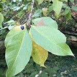 Chionanthus virginicus Blad