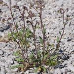 Phacelia coerulea Habit