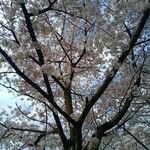 Prunus × yedoensis Flors